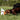 Canine Omega Oil
