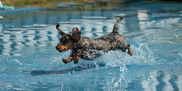 Tips for keeping your pets cool in the hot weather!