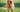 Does my dog need a joint supplement?