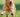 Does my dog need a joint supplement?