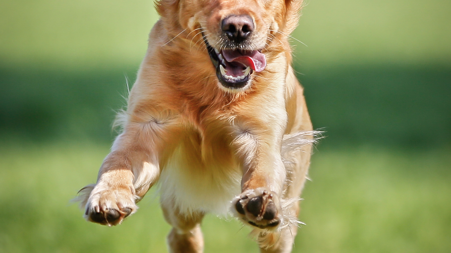 Does my dog need a joint supplement?