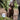 Dog sitting on a log with a person petting it, surrounded by trees and foliage.